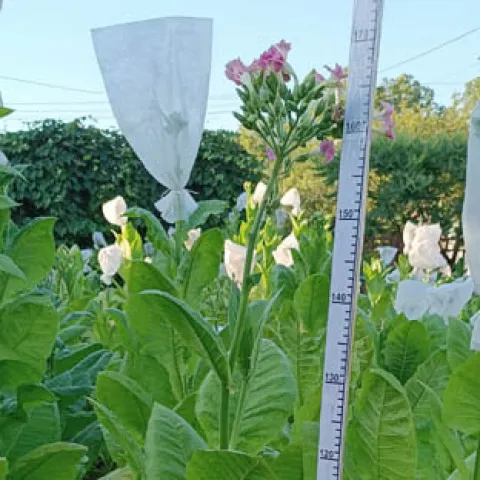 Остролист 6_k