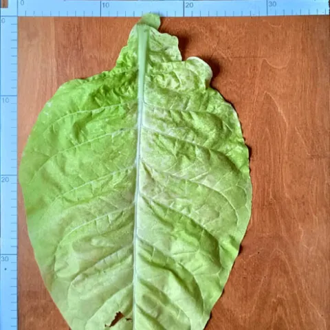 Остролист 6_l