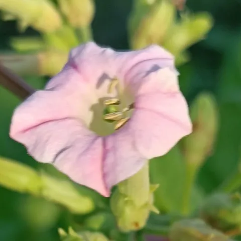 Остролист_fl