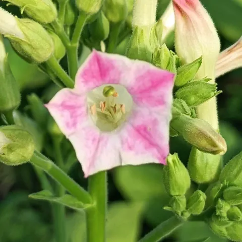 Соболчский 33_fl