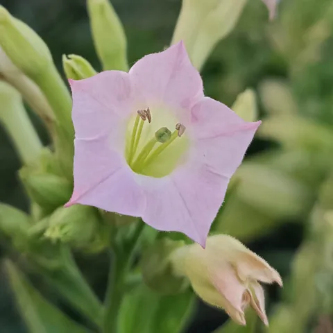 Талгарский_fl