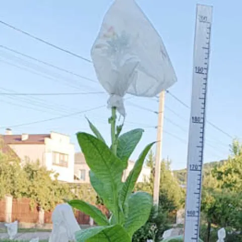 Талгарский_k