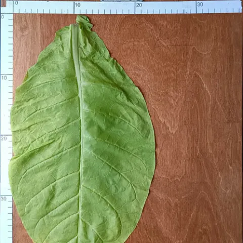 Талгарский_l