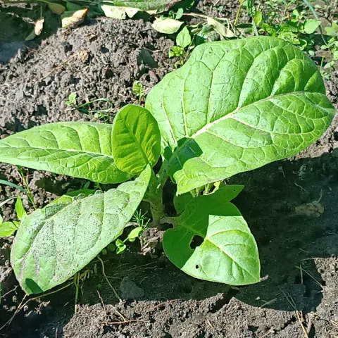 Трапезонд красноц