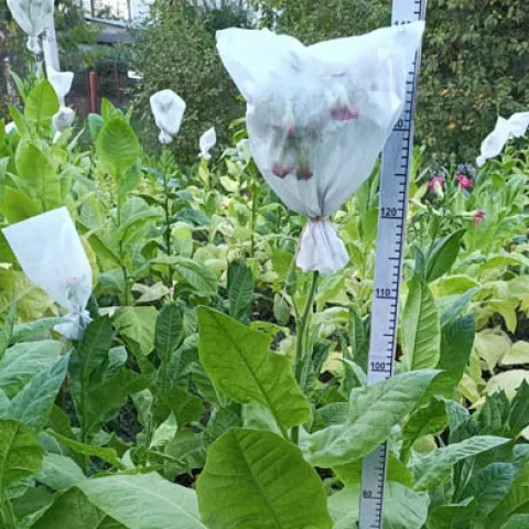 Трапезонд красноц_k