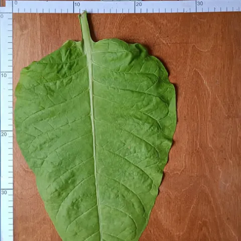 Трапезонд красноц_l