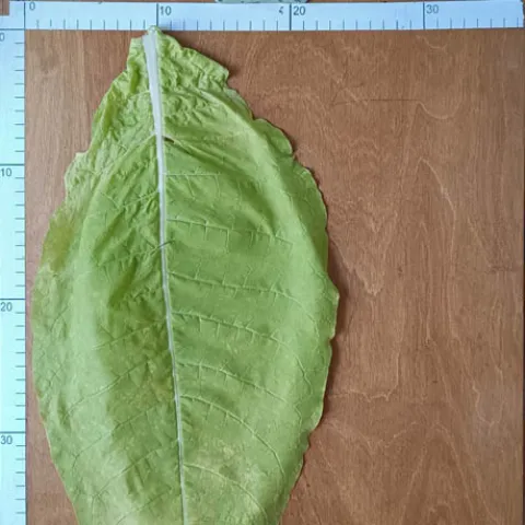 Название BB 30M_l