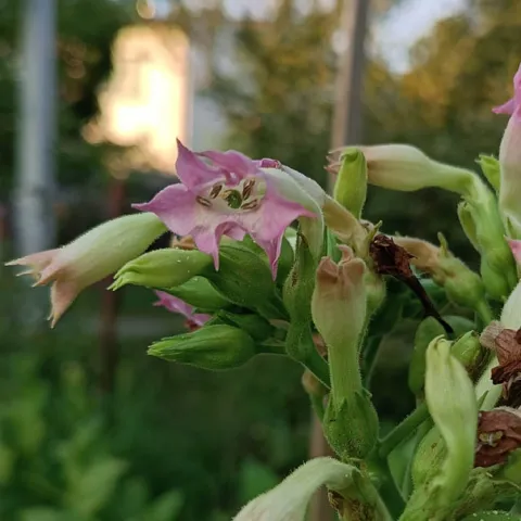 Badisher Geuderthamer_fl