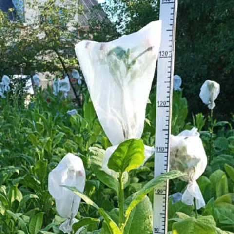 Badisher Geuderthamer_k