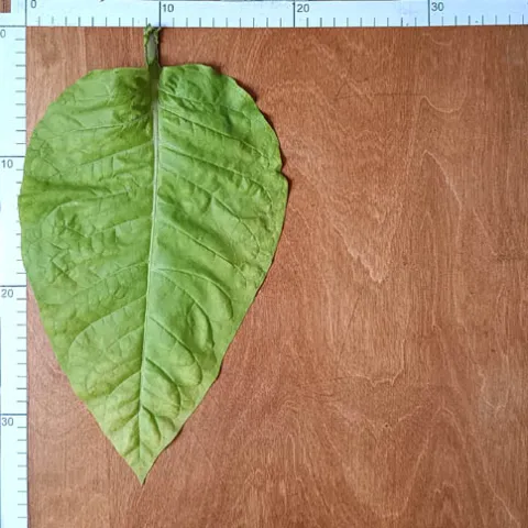 Badisher Geuderthamer_l