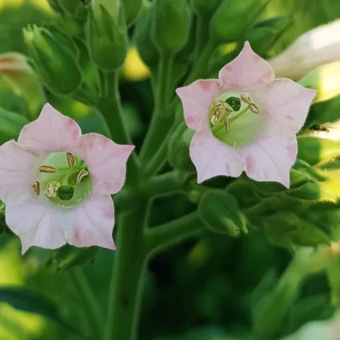 Название L'Assomption 201_fl