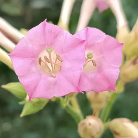 Monte Calme Yellow_fl