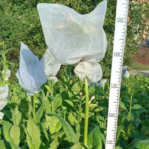 Monte Calme Yellow_k