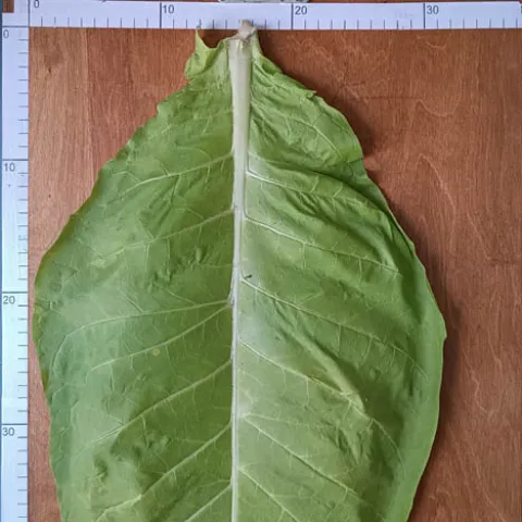 Monte Calme Yellow_l