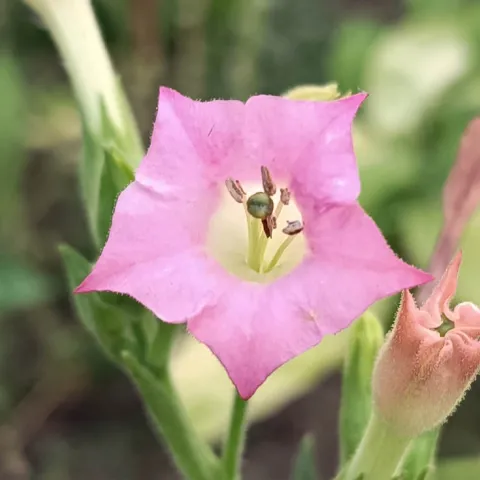 Palatynacki Rozowy_fl