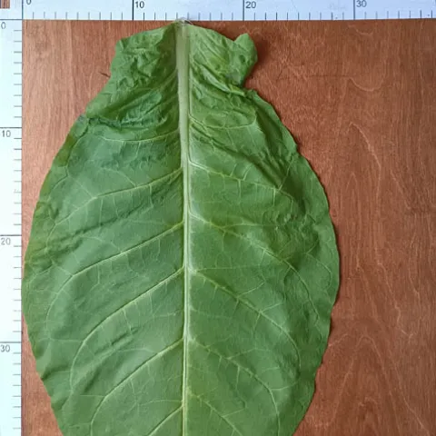 Название Palatynacky_l