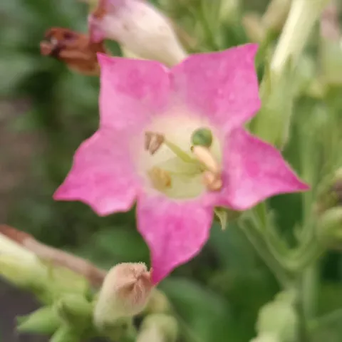 Paraguay Dordogne_fl