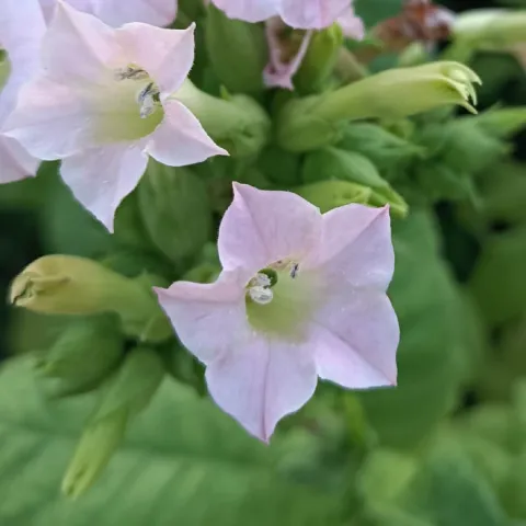 Название R 1349_fl