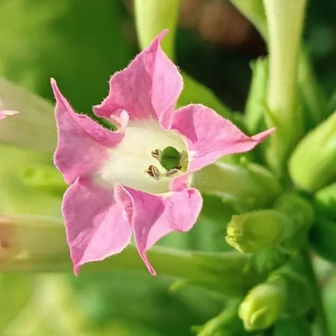 Название VA 405_fl