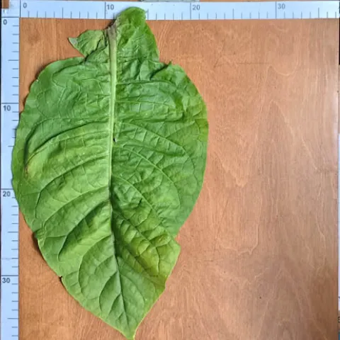 Американ 13_l