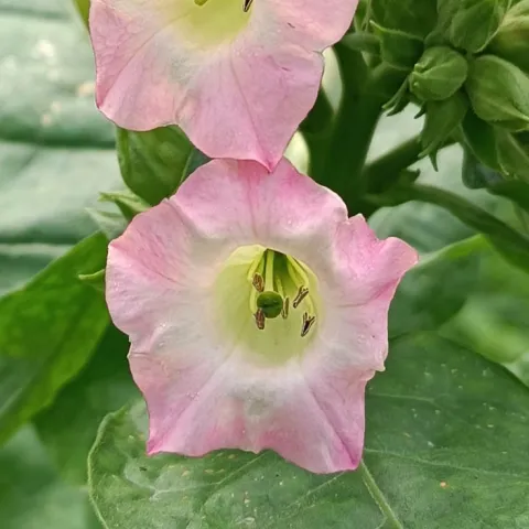 Американ 16_fl