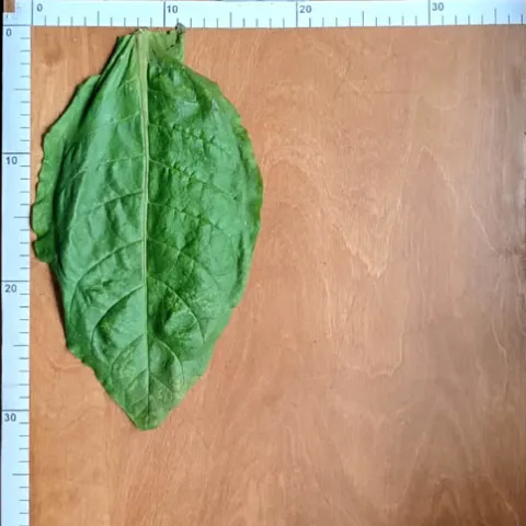 Американ 16_l