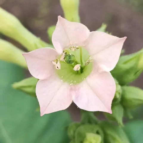 Американ 18_fl