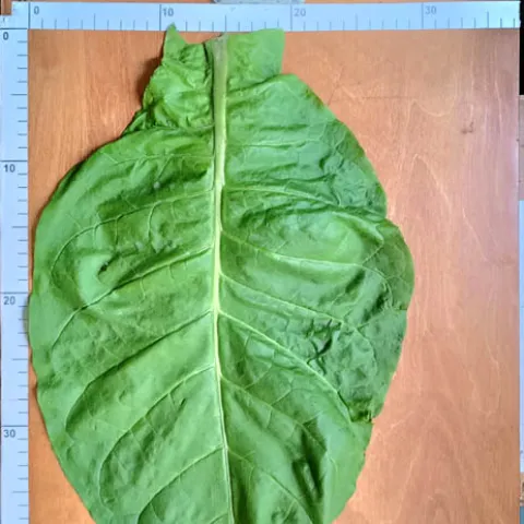 Американ 18_l