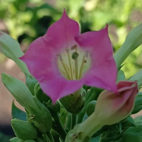 Американ 311_fl