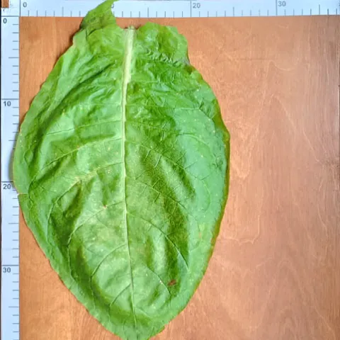 Американ 311_l