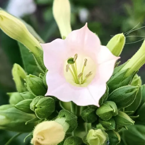 Крупнолистный 32_fl