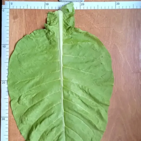 Крупнолистный 32_l