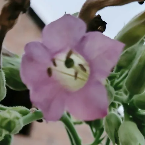 Многолистный