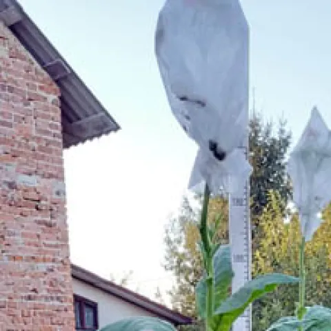 Многолистный_k