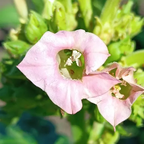 Переможец 83_fl