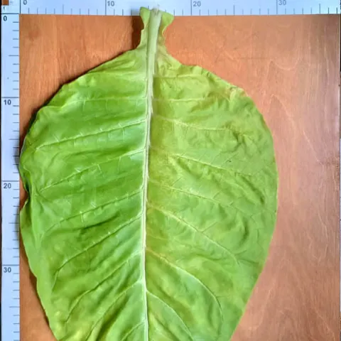 Трапезонд 182_l