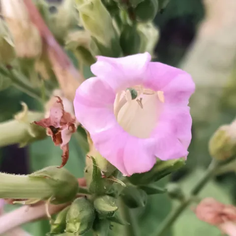 Трапезонд 92_fl