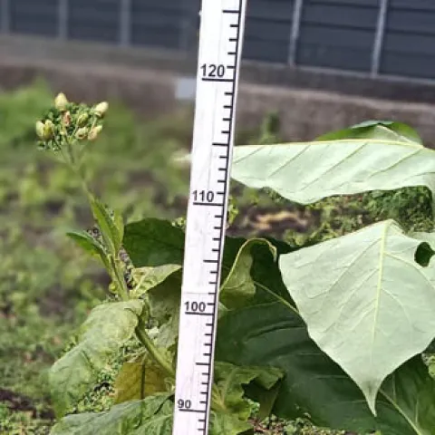 VA Болгарская_k