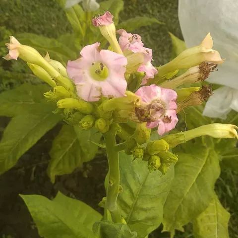 Американ 63_fl