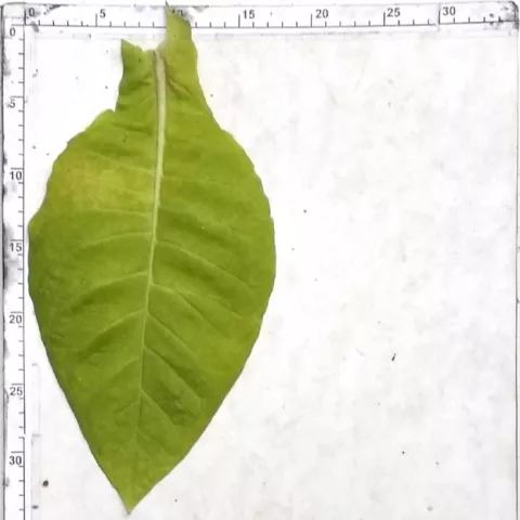 Американ 63_l