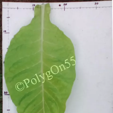 Amarellinha лист первой ломки