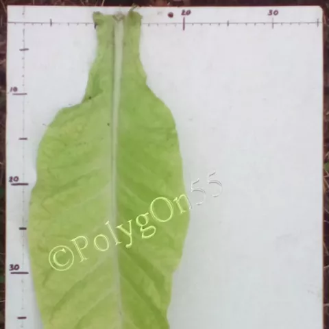 Amarellinha лист второй ломки