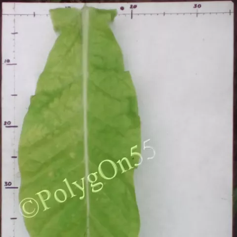 Amarellinha лист третьей ломки