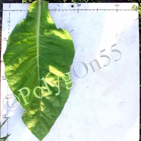 Amarello Rio Grande do Sul 1