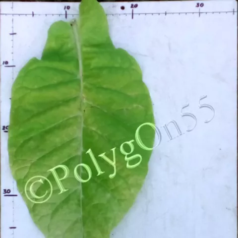 Американ 17 лист второй ломки