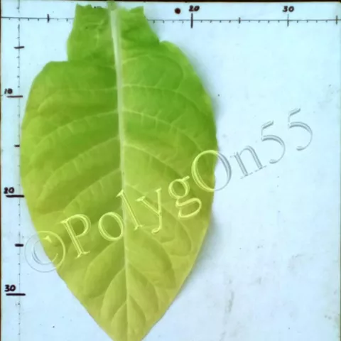 Американ 17 лист первой ломки