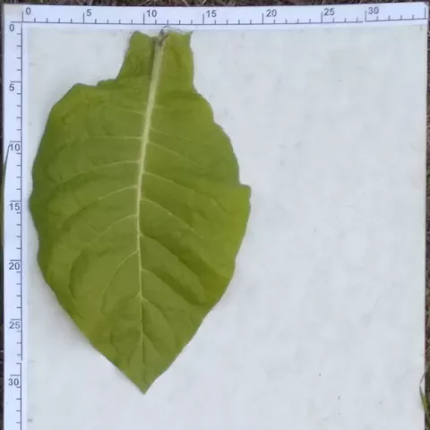 американ 307l