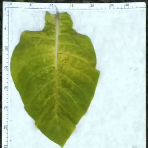 американ 307l1