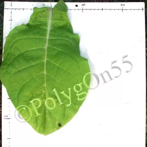 Американ 311