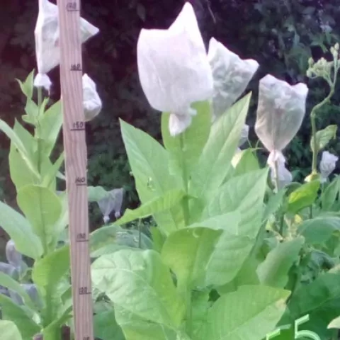 Американ бахчисарайский куст